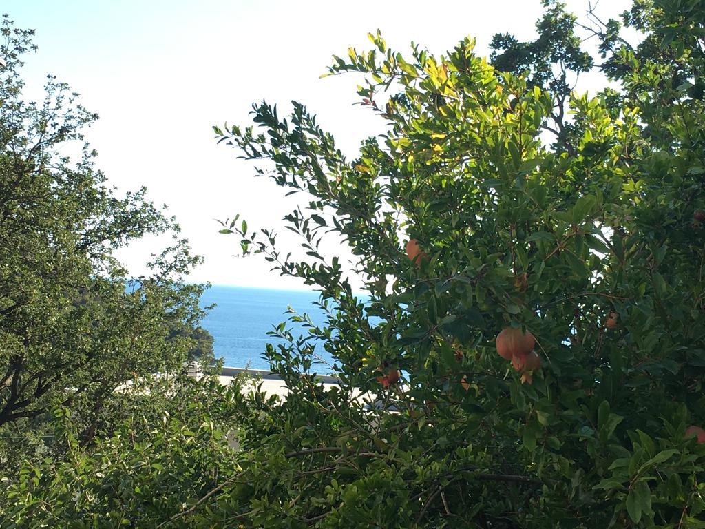 Petrovac Villa Julia מראה חיצוני תמונה